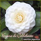Vergine di Collebeato - Camellia japonica - Preisgruppe 3 (IT)