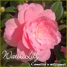 Water Lily - Camellia x williamsii Hybride - Preisgruppe 5 (IT)