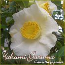 Yakumi Guruma - Camellia japonica - Preisgruppe 5 (IT)