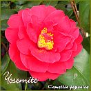Yosemite - Camellia japonica - Preisgruppe 2 (109)