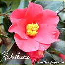 Yukibata - Camellia japonica - Preisgruppe 7 (IT)