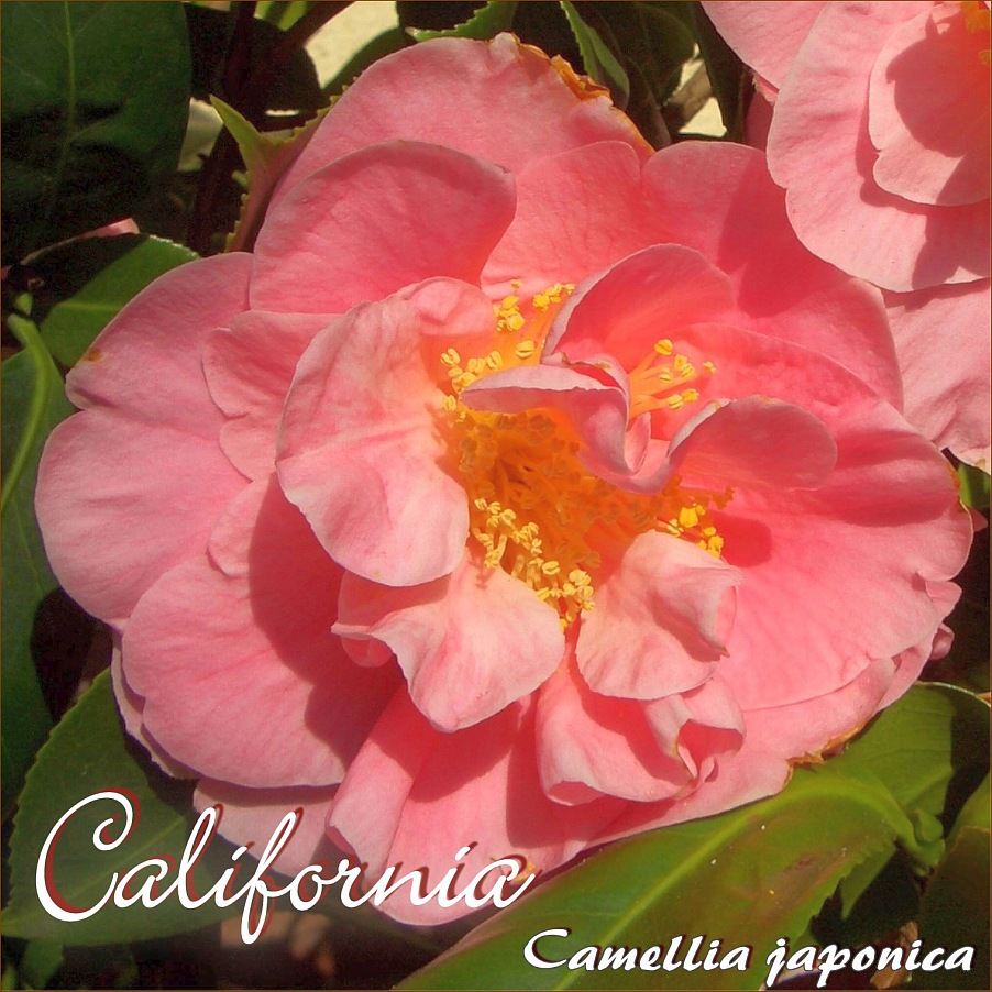 3-jährige Pflanze Camellia Kamelie "Camellia oleifera" 