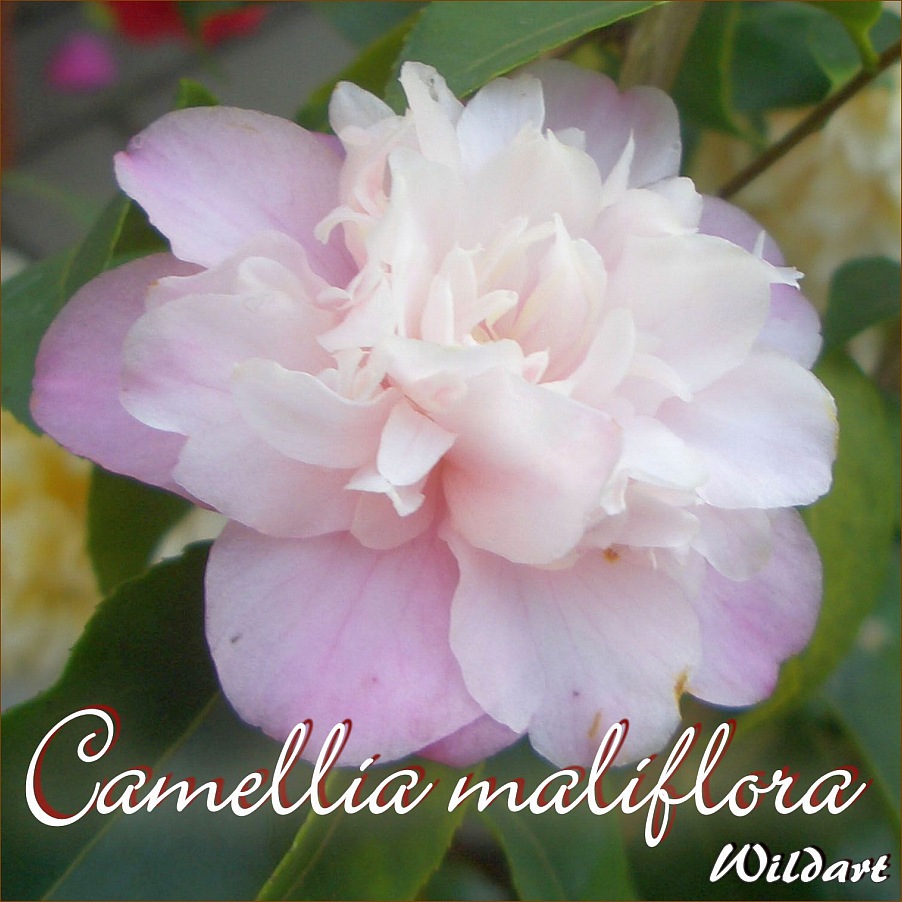 Camellia japonica Kamelie "Triphosa" 4-jährige Pflanze 